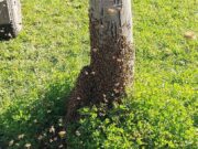 Acciones ante la formación de enjambres de abejas en el inicio de la primavera