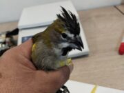 Se evitó el contrabando de 50 aves ornamentales exóticas en la frontera con Chile