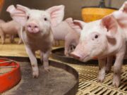 Nuevo Plan Nacional de Control y Erradicación contra la Enfermedad de Aujeszky