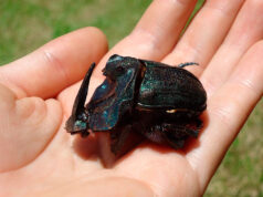 Estudio científico argentino reescribe la historia evolutiva de escarabajos de Sudamérica