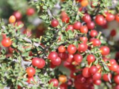 San Luis revaloriza los arropes nativos por su riqueza nutricional y bioactiva