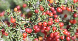 San Luis revaloriza los arropes nativos por su riqueza nutricional y bioactiva