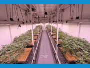 San Luis lidera el desarrollo científico del cannabis medicinal