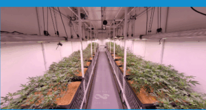 San Luis lidera el desarrollo científico del cannabis medicinal