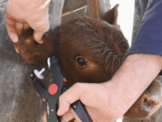 El Gobierno reglamentó la identificación electrónica del ganado desde 2026