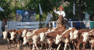 Una demanda arrolladora por hacienda joven desató máximos históricos en el remate de Ganadera del Sur