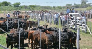 Los suba de los precios de la hacienda ya triplica la inflación y vamos hacia un escenario de escasez que preocupa fuerte a los frigoríficos