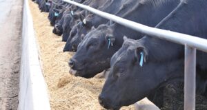 Sexto mes consecutivo de disminución en la ocupación de feedlots