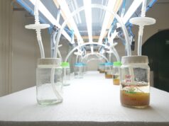 Con biotecnología buscan conservar el algarrobo blanco