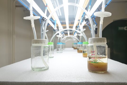 Con biotecnología buscan conservar el algarrobo blanco