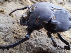 Amplían estudios sobre una especie de escarabajos clave para la ganadería sustentable