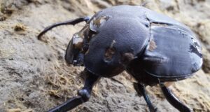 Amplían estudios sobre una especie de escarabajos clave para la ganadería sustentable