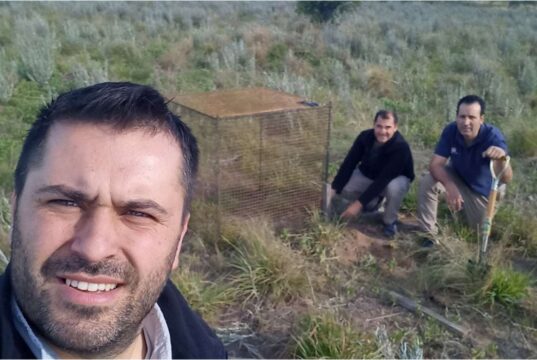 Pastoreo rotativo sobre pasto llorón y Digitaria, una estrategia viable para el sur de San Luis