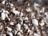 Ensayos en Tilisarao confirman el potencial productivo del algodón en el Valle del Conlara