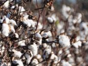 Ensayos en Tilisarao confirman el potencial productivo del algodón en el Valle del Conlara