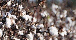 Ensayos en Tilisarao confirman el potencial productivo del algodón en el Valle del Conlara