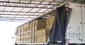 En 2025, San Luis lleva exportadas más de 7500 tn de alfalfa hacia diferentes destinos