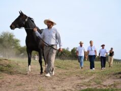 Villa Mercedes se consolida como sede estratégica para el desarrollo genético del caballo de polo de élite