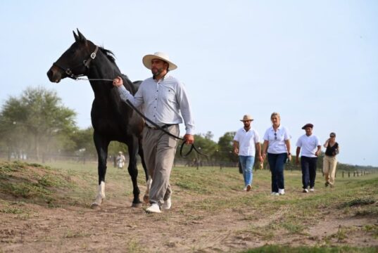 Villa Mercedes se consolida como sede estratégica para el desarrollo genético del caballo de polo de élite