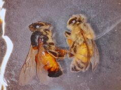 Desarrollan una herramienta biotecnológica para proteger las abejas