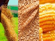 Argentina entra en semanas clave para trigo, maíz y soja en medio de un mercado global inestable