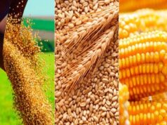 Argentina entra en semanas clave para trigo, maíz y soja en medio de un mercado global inestable