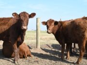 Medidas sanitarias para el control y prevención de zoonosis en la producción animal