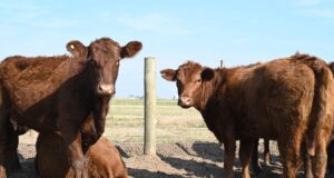 Medidas sanitarias para el control y prevención de zoonosis en la producción animal