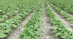 San Luis acelera la campaña agrícola con siembras alentadoras y un trigo que va por marcas históricas