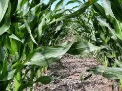 San Luis: ensayos de maíz revelan resultados claves para la región semiárida