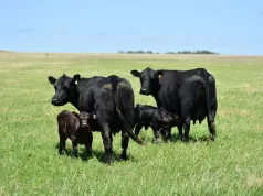 Villa Mercedes: lanzan una formación intensiva en inseminación artificial para asistentes calificados