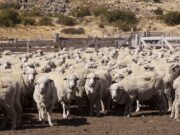 Tratamientos contra sarna ovina: Nuevos requisitos para rotulado de productos inyectables