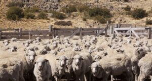Tratamientos contra sarna ovina: Nuevos requisitos para rotulado de productos inyectables