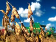 Más de US$ 46.000 la tonelada: los productos del campo que mayor valor tienen y los que más crecen en exportaciones