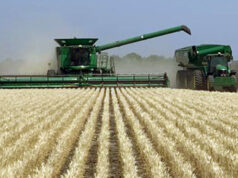 Gran expectativa por el reporte del USDA: “El 14 de noviembre será un día de alta volatilidad en los mercados”