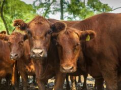 Movimiento de hacienda: Se actualizan los sistemas de control de brucelosis bovina