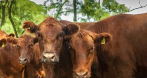 Movimiento de hacienda: Se actualizan los sistemas de control de brucelosis bovina