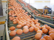 Los productores de huevos terminaron siendo víctimas de su propio éxito