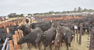 San Luis frente al boom ganadero: rentable, pero condicionada por el ambiente