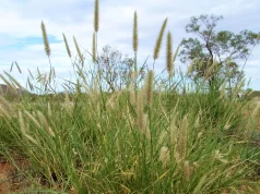 Buffel grass: una alternativa forrajera para recuperar áreas degradadas en San Luis