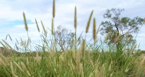 Buffel grass: una alternativa forrajera para recuperar áreas degradadas en San Luis