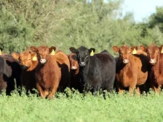 Oferta de livianos: más novillitos ingresando a los corrales y menos en las plantas de faena