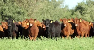Oferta de livianos: más novillitos ingresando a los corrales y menos en las plantas de faena