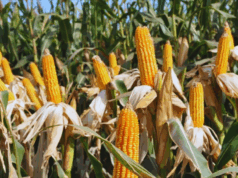 Con reforma fiscal en agenda y dólar por inflación, el campo perfila un récord histórico en maíz temprano