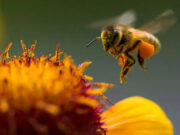 El polen como estrategia de diversificación apícola