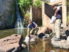Comenzó la siembra de alevines de trucha en diferentes ríos de San Luis