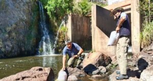 Comenzó la siembra de alevines de trucha en diferentes ríos de San Luis