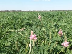 Sainfoin en la travesía puntana: la apuesta estratégica de Don Roberto para transformar las pasturas del oeste