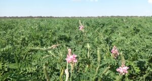 Sainfoin en la travesía puntana: la apuesta estratégica de Don Roberto para transformar las pasturas del oeste