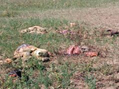 Inseguridad rural: carnearon dos vacas y cortaron alambrados en un campo de Villa Mercedes